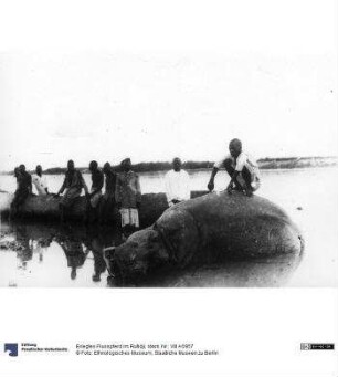 Erlegtes Flusspferd im Rufidji