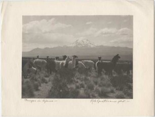 Pampas de Sajama