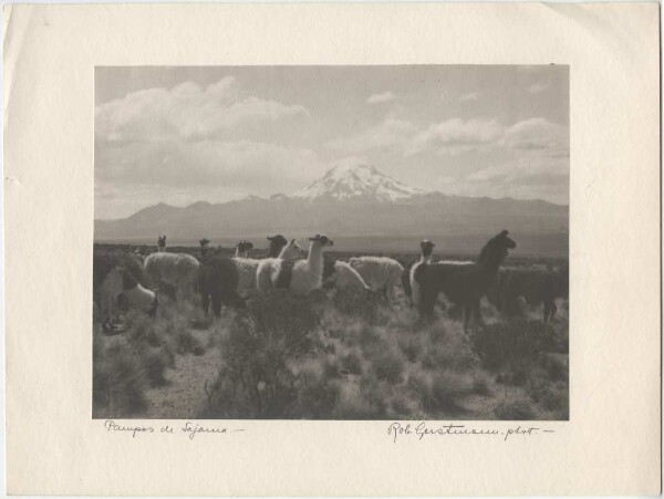 Pampas de Sajama