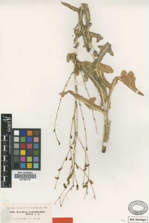 Lactuca scarioloides Boiss. [type]