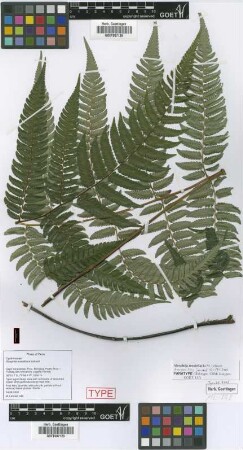 Alsophila mostellaria Lehnert [paratype]
