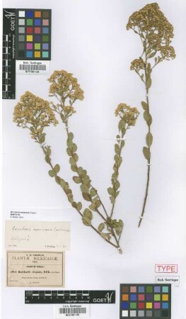 Baccharis elegans Kunth
