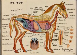 "Das Pferd" und "Die Kuh"