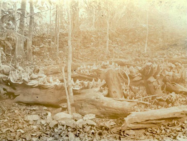 "Site du crâne de Katombara, Lamasong"