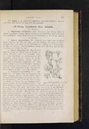 20. Gattung. Frauenmantel, Sinau. Alchemilla.