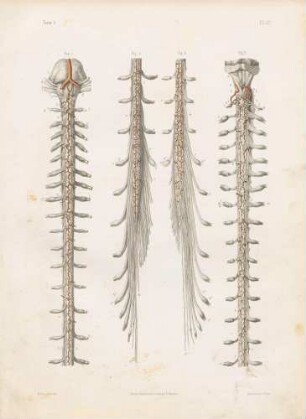 Neurologie. Das Rückenmark