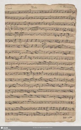 Viola