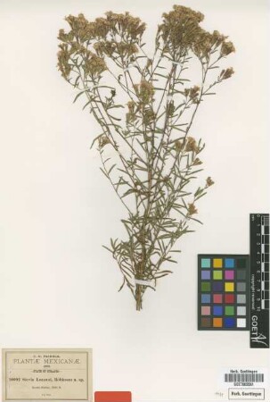 Stevia lozanoi B.L.Rob. [type]