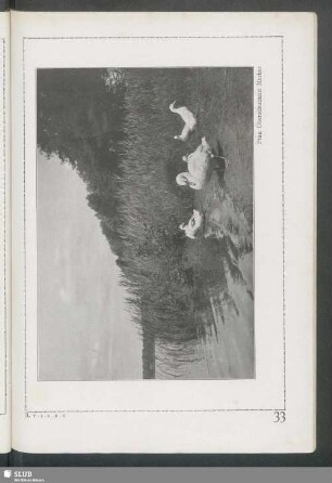 Enten am Choriner See