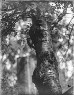 Buntspecht : Rochlitzer Berg. Buntspecht (Dendrocopos major L.) an der Nisthöhle in einem Kirschbaum.