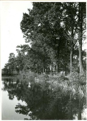 Moritzburger Teichgebiet, Mittelteich, westliche Seite