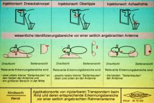 Applikationsorte von injizierbaren Transpondern beim Rind und deren entsprechende Erkennungsbereiche vor einer seitlich angebrachten Rahmenantenne