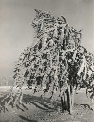 Osterzgebirge. Zinnwaldgebiet. Eberesche mit Raureif