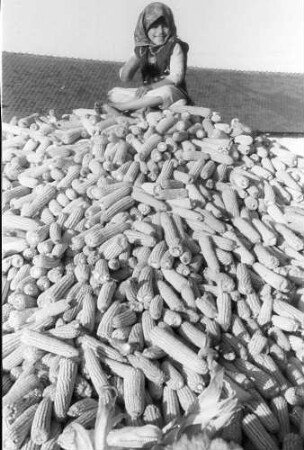keine Beschreibung [Bulbucata: Mädchen auf Maishaufen (Pressefahrt zur Besichtigung landwirtschaftlicher Betriebe im Bezirk Vlasca)]