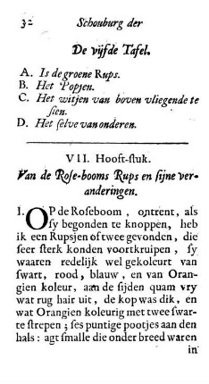 VII. Hooft-stuk. Van de Rose-booms Rups en sijne veranderingen