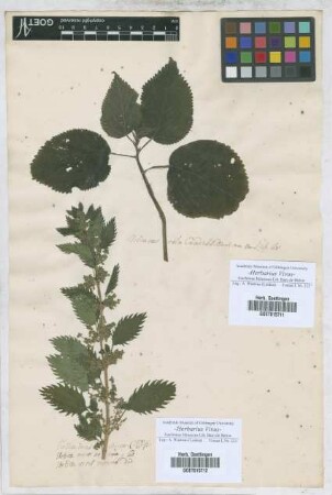 Urtica