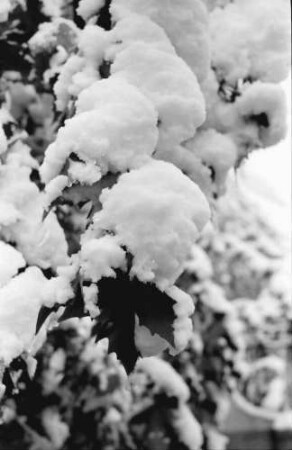 Bukarest: Im Winter, Schnee auf Laubbaum
