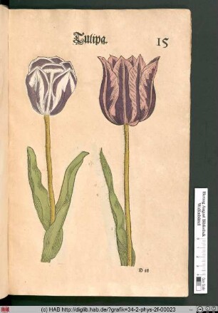 Tulipa [Tulpen].