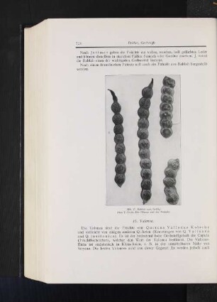 Abb. 17 Bablah (nat. Größe) (Aus V. Grafe, Die Pflanze und der Mensch)
