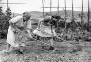 Arbeitsmaiden des Reichsarbeitsdienstes beim Unkrauthacken