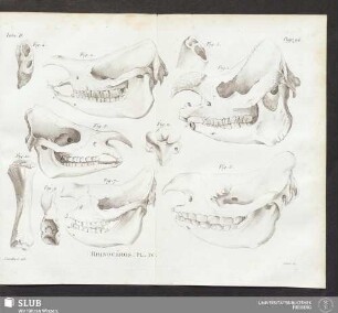 Rhinocéros Pl. IV