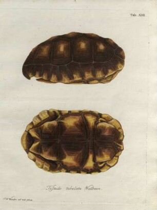 Tab. XIII. Testudo tabulata Wallbaum.