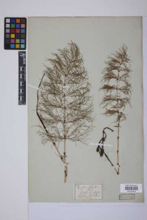 Equisetum sylvaticum L.