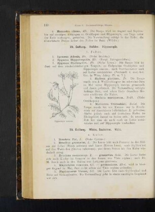 23. Gattung. Wicke, Saubohne. Vicia.