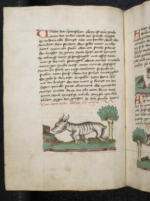 Tier "Alches"; (Teil III A: Von den Tieren, die auf der Erde gehen)