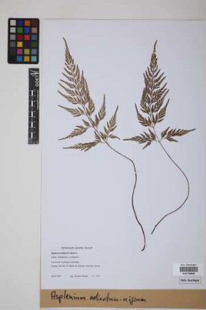 Asplenium adiantum-nigrum L.