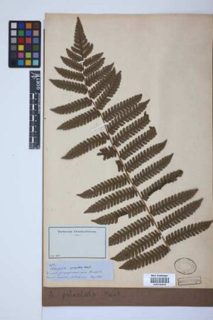Alsophila paleolata Mart.