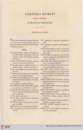 Corporis humani facie adversa stratum tertium