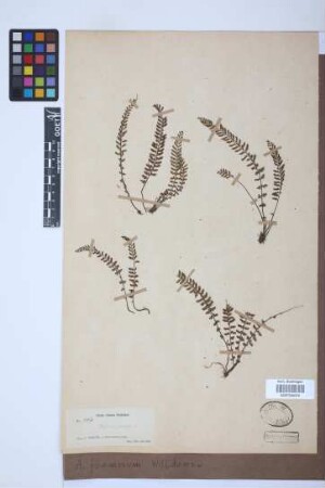 Asplenium formosum Willd.
