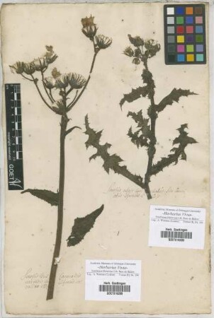 Sonchus