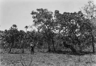 Vegetation im Pantanal : Kleine Bäume und Büsche im Pantanal.