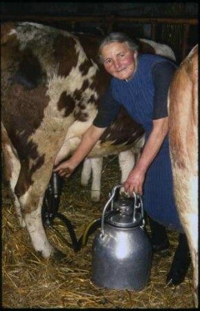 "Hippewiib" beim Melken
