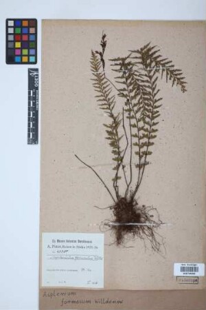 Asplenium formosum Willd.