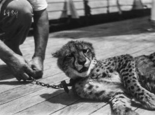 Gepard : Junger Gepard an Deck eines Schiffes