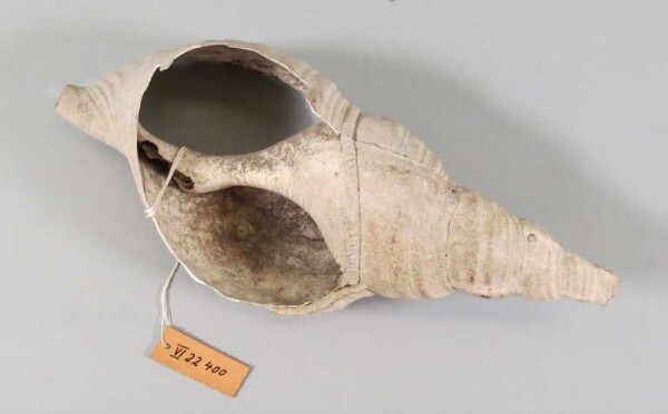 Snail trumpet (fragment)