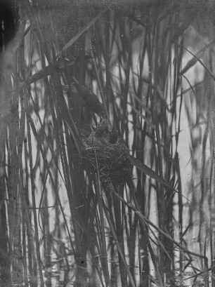 Teichrohrsänger : Frohburg, Sebisch-Teich, Teichrohrsänger (Acrocephalus scirpaceus) fütternd.