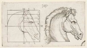 Zwei Pferdeköpfe (Proportionsstudien)