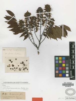 Crudia amazonica Spruce ex Benth. [syntype]