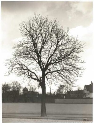Gewöhnliche Rosskastanie (Aesculus hippocastanum), auch Gemeine Rosskastanie oder Weiße Rosskastanie. Unbelaubt