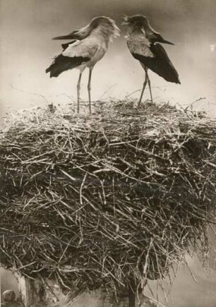 Bad Buchau. Weißstorch (Ciconia ciconia), Männchen und Weibchen auf dem Nest klappernd