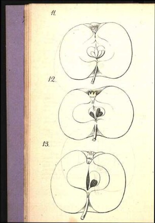 11. [Champagner=Reinette] 12. [Königlicher Kurzstiel] 13. [Große Casseler Reinette]