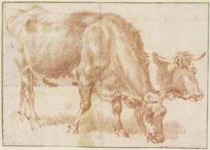 Grasendes Rind, rechts daneben ein Rinderkopf