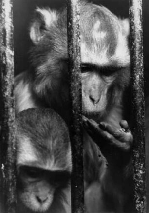 Hamburg-Stellingen. Tierpark Hagenbeck. Ein Paviane in ihrem Gehege. Sie schauen traurig durch das Gitter. Spätestens bei den Angriffen 1943 haben sie sterben müssen