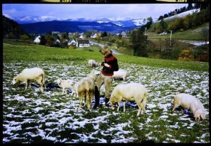 Himmelreich: Neubauernhof, Junge mit Schafen und Schweinen