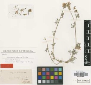 Astragalus expansus Boiss. [isotype]