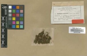 Fissidens mittenii Paris var. javensis M.Fleisch.[type]